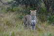 Leopard steht im hohen Gras und beobachtet