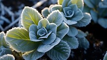 Close Up Of Cabbage Plant Covered In Frost, Growing Outside On A Cold Icy Day, On An Allotment In Winter