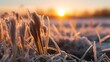 Field with winter wheat crops, leaves of germinating grain covered with morning frost. Sunrise early in the morning on the farm field.