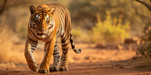 Bengal Tiger ,Orange Tigers Wallpapers ,Tiger Wildlife Photography