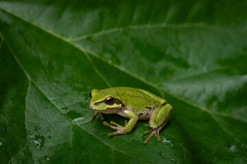 Wall Mural - Pacific tree frog on green leaf