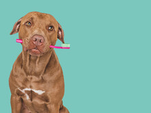 Cute Brown Dog And Toothbrush. Close-up, Indoors. Studio Photo, Isolated Background. Concept Of Care, Education, Obedience Training And Raising Pets