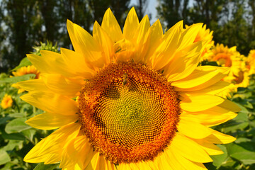 Wall Mural - Blooming sunflower, its basket and petals.