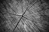 Fototapeta  - Pęknięcia na przekroju pnia drzewa, jako tło obrazu