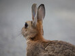 Polish breed rabbit looking away on alert, back view, grey bokeh