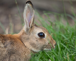 Poster - Polish breed rabbit profile close up head
