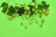 Leinwandbild Motiv Fresh green hops with leaves on color background