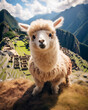 Süßes Alpaka in Machu Picchu