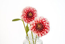 Two Red And White Dahlia Flowers In A Glass Jar. White Background. Musette Dahlia Variety.