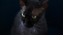 Close-up Portrait Of A Black Sphynx Cat On A Black Background. Looks At The Camera. Selective Sharpening.