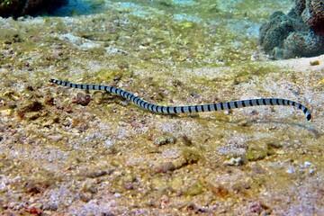 Wall Mural - Venomous sea snake (Yellow lipped sea krait, Laticauda colubrina) swimming over the seabed. Tropical sea animal, scuba diving with the marine life. Poisonous sea snake underwater.