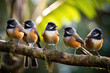 Group of New Zealand Fantail Birds in the wild