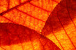 © Aleksandr Matveev - Bright background autumn season leaves close-up with backlight as a background, template or web banner for the design of the autumn theme
