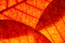 Bright Background Autumn Season Leaves Close-up With Backlight As A Background, Template Or Web Banner For The Design Of The Autumn Theme