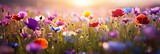 Fototapeta Na sufit - Another View Of A Colorful Flower Meadow With Sunbeams And Bokeh Lights Emphasizing The Natural Beauty Of Wildflowers In Summer
