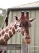 Portrait of a giraffe by a zoo building, close up face and neck