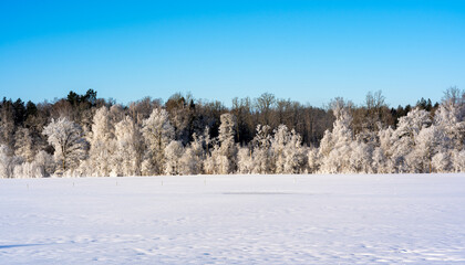 Wall Mural - landscape view of frosty trees and snowy field in bright winter day