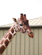 Giraffe in zoo, neck and head close up, profile view, grey sky 