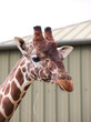 Giraffe in zoo, close up face and neck, 45 degrees angle