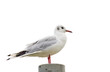 Seagull isolated on white, sitting on a pole