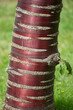 Shiny red bark of Himalayan Birch bark Cherry tree Prunus Serula