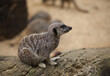 Close up young meerkat looking ahead, at zoo
