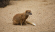 Mongoose sitting in a zoo, beige sand background, 