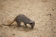 Cute young meerkat walking around, profile view