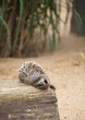 Sleepy meerkat on a log, cute animal