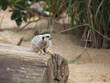 Meerkat in the zoo, sitting on a log