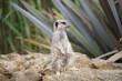 Meerkat on guard, fun expression cute