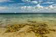 Strand mit Algen an Ostsee