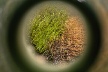 Canvas Print - close-up of the birth of a new life at the bottom of a bottle, a new world, new discoveries