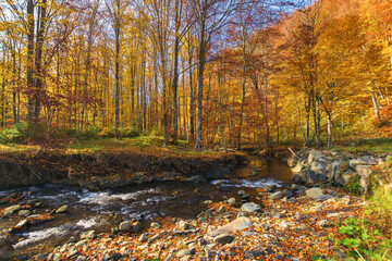 shallow water stream with stones and rocks. ecology disaster due to dry weather in autumn season. consequence of climate change