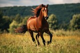 Fototapeta Konie - The bay horse gallops on the grass
