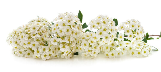 Poster - Branches with white spirea flowers.