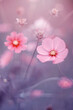 Różowy, letni kwiat kosmos pierzasty (Garden cosmos), ujęcie makro
