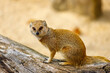 View of adult yellow mongoose, Cynictis penicillata, red meerkat
