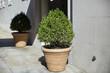 Green potted topiary. Doorway on a sidewalk or terrace. 
