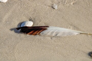 Wall Mural - feather on the baech