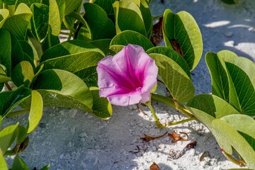 Wall Mural - morning glory