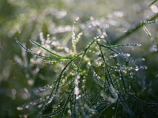 Canvas Print - dewy leaves in the garden