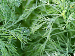 Canvas Print - dewy leaves in the garden