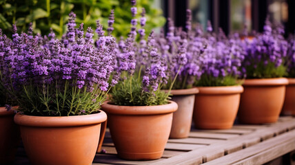 Wall Mural - Flower pots with lavender