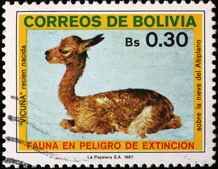 Wall Mural - Baby vicuna on vintage bolivian stamp