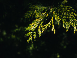 Wall Mural - Tree leaves