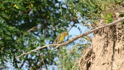 Wall Mural - European greenfinch Chloris chloris is a small songbird The bird sits on a stick and flies away. Close up. Slow motion.