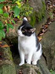 Wall Mural - 神社に住む野良猫