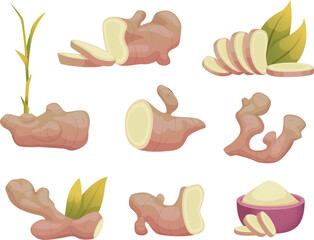 Wall Mural - Ginger. Natural spice for health exact vector sliced natural food