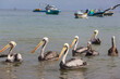 canvas print picture Pelican
